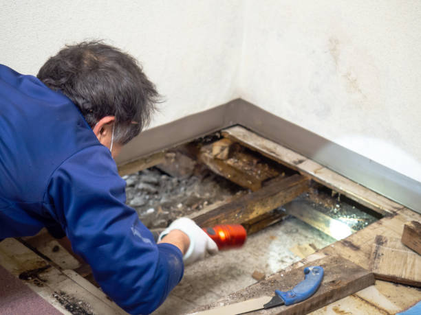 Best Mold Remediation Services  in Muenster, TX