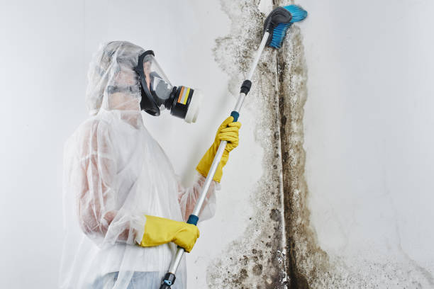 Mold Removal and Inspection in Muenster, TX