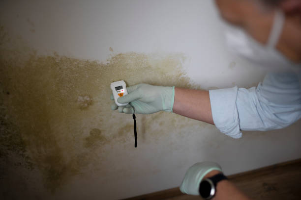 Best Local Mold Removal Service  in Muenster, TX