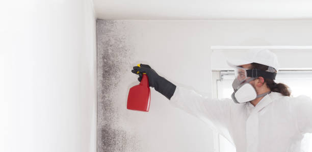 Muenster, TX Mold Removal Company