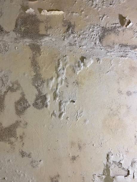 Best Professional Mold Removal  in Muenster, TX