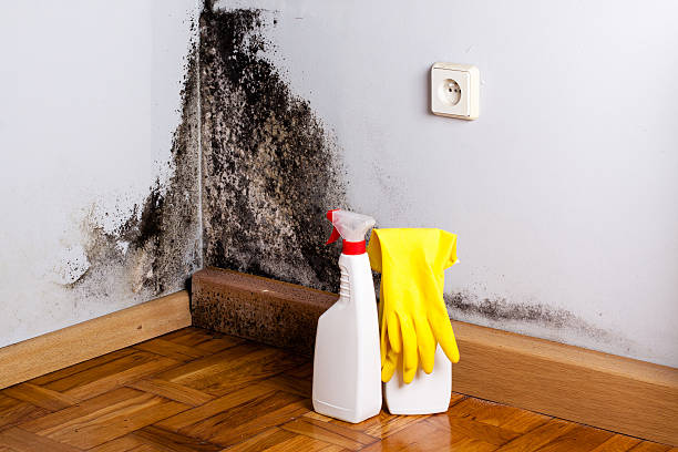 Best Same-Day Mold Removal  in Muenster, TX