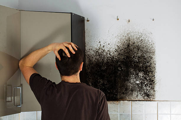 Best Office Mold Removal Services  in Muenster, TX