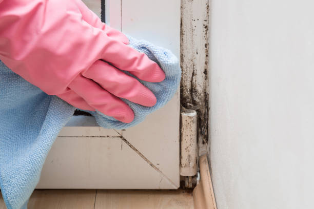 Best Crawl Space Mold Removal  in Muenster, TX